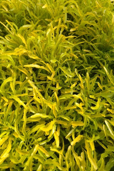 Evodia Yellow Plant in Poly Bags : 6 to 8 Inches (Plant Height)
