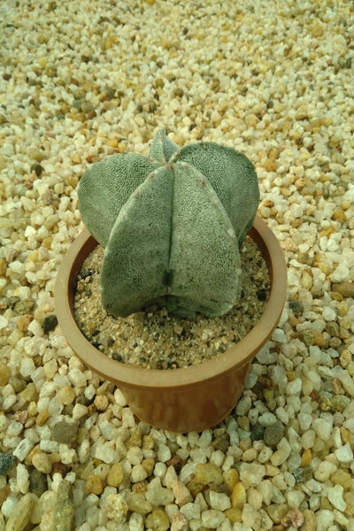 Astrophytum Cactus Plant in Plastic Pot : 5 to 7 cm (Plant Height)