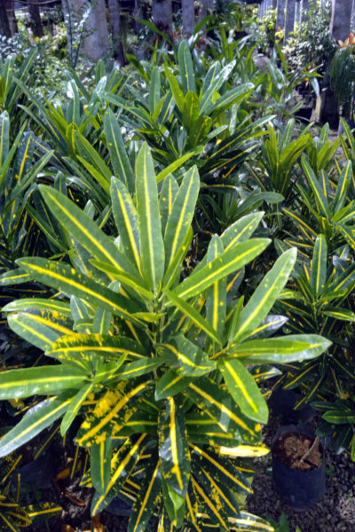 Croten Plant (Green Color leaf with Yellow Strip) in Poly Bags : 2 to 3 Feet (Plant Height)