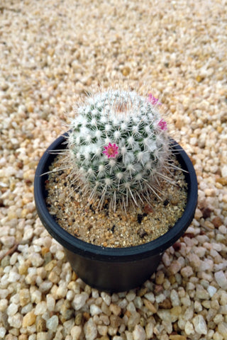 Mammillaria Cactus Plant in Plastic Pot : 5 to 8 cm (Plant Height)