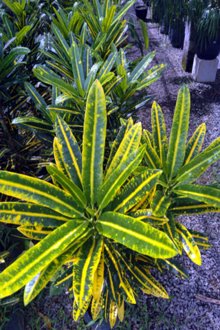 Croten Plant (Green Color leaf with Yellow Strip) in Poly Bags : 2 to 3 Feet (Plant Height)