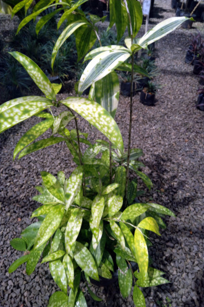 dracaena golden milky plant Golden Dracaena Plant in Poly Bag – Plants & Plants Supercentre