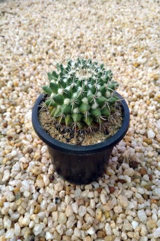Mammillaria Cactus Plant in Plastic Pot : 5 to 8 cm (Plant  Height)