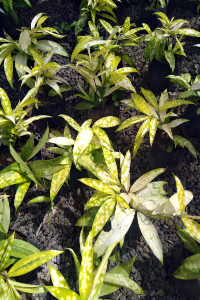 golden dracaena plant Golden Dracaena Plant in Poly Bag – Plants & Plants Supercentre