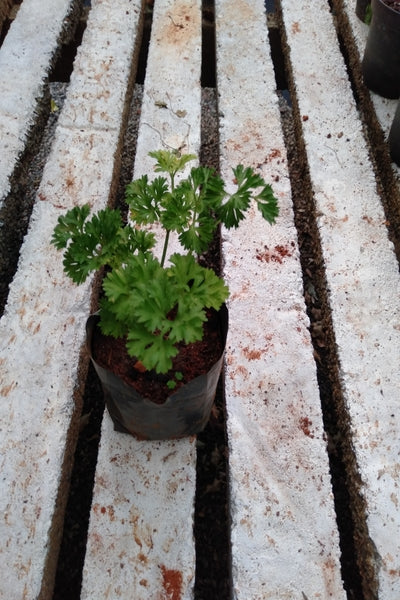 Parsley Herb Plant in Poly Bag : 5 to 7 Inches (Plant Spread)