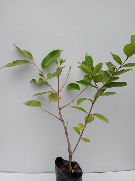 Maa Dan Plant in Poly Bag