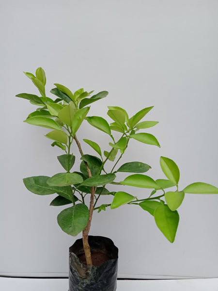 Sweet Orange Plant in Poly Bag