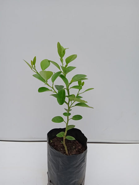 Lime Plant in Poly Bag