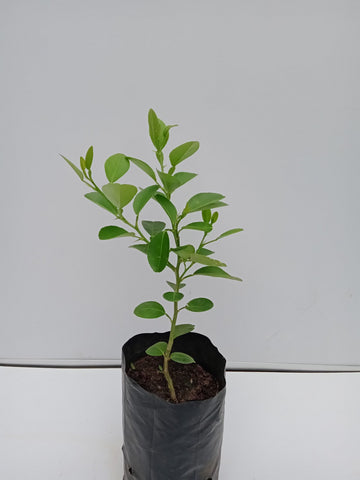 Lime Plant