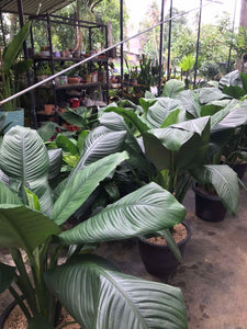 jual tanaman peace lily Peace Lilly Sensation Plant in a Plastic Pot (38cm) – Plants & Plants Supercentre