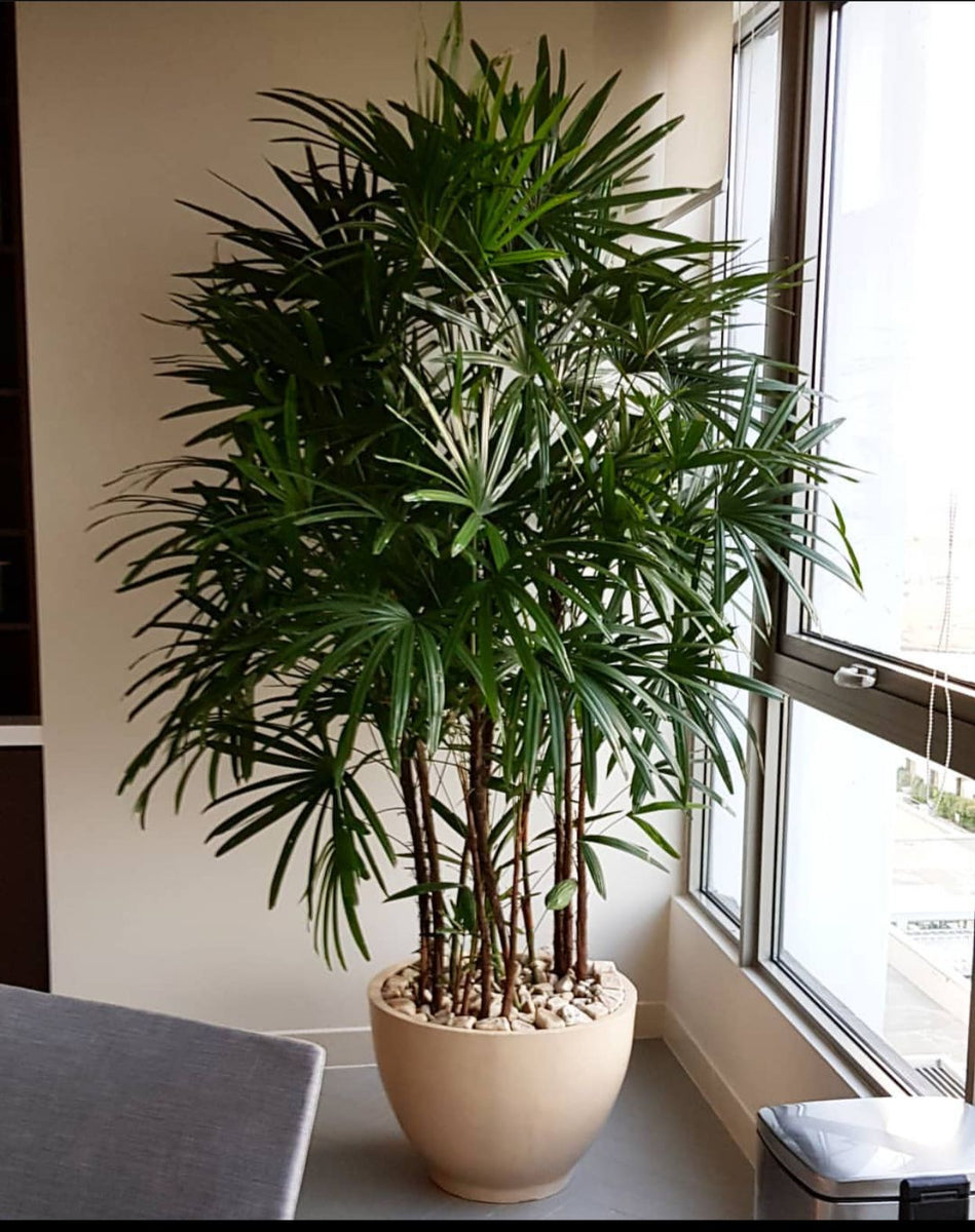 Rhapis Palm in a Titanium Pot – Plants & Plants Supercentre