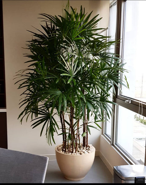 Rhapis Palm in a Titanium Pot
