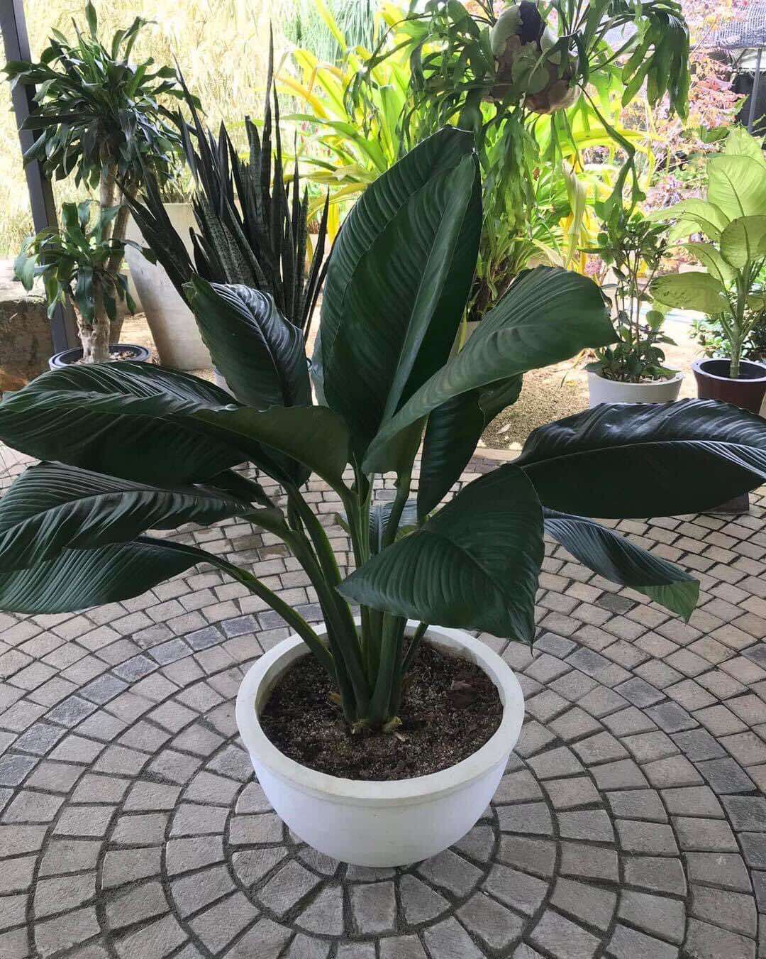 indoor sensation plant Peace Lilly Sensation Plant in a Titanium Pot – Plants & Plants Supercentre