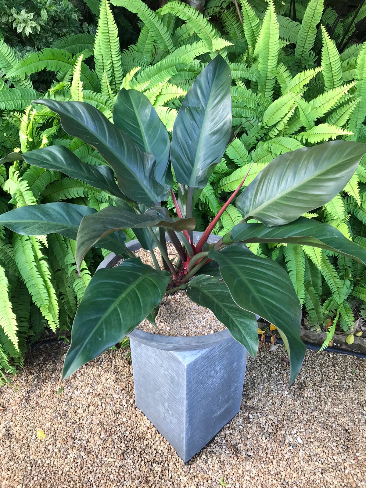 Philodendron Congo Rojo Plant in a Cement Pot