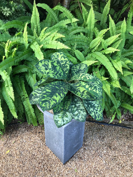 Homalomena Camouflage Plant in a Cement Pot