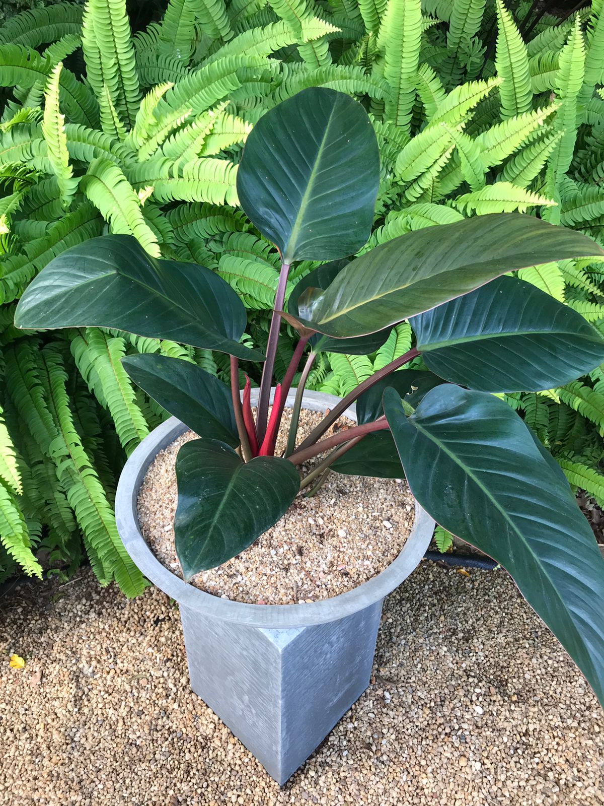 Philodendron Congo Red Plant in a Cement Pot