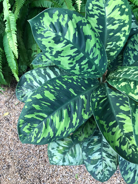 Homalomena Camouflage Plant in a Cement Pot