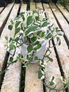 Epipremnum Aureum plant in a Titaniam Painted Pot