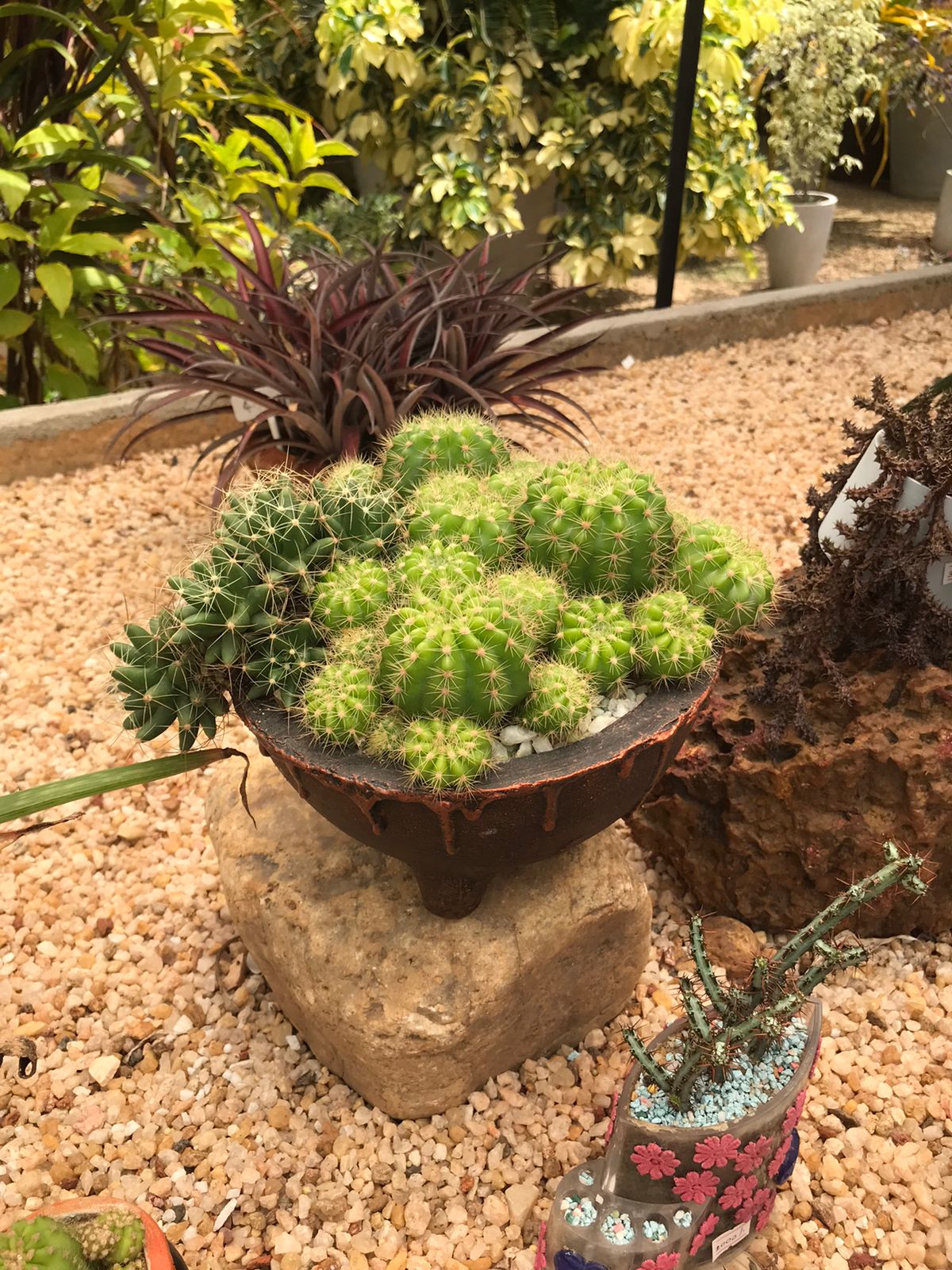 Cactus Plants in a Decorative Pot