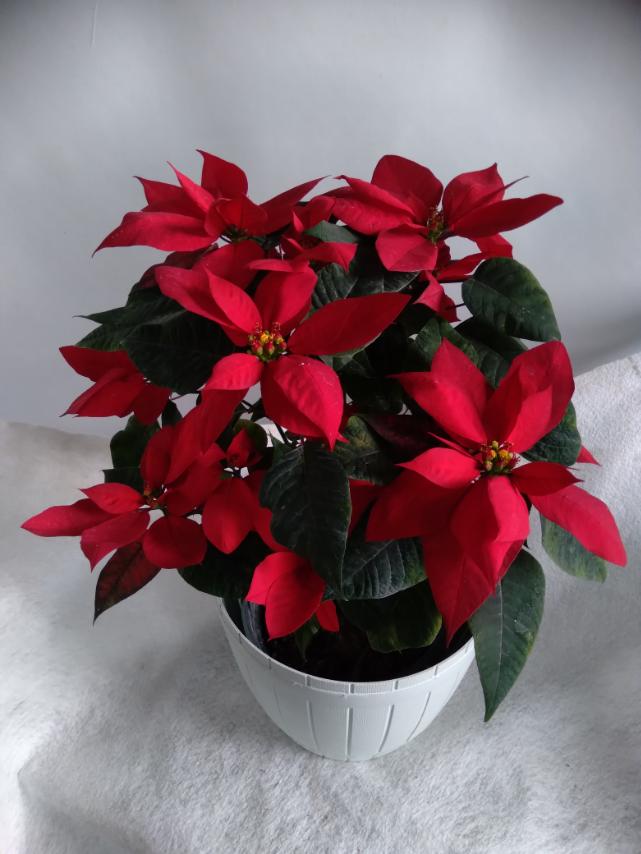 Poinsettia Plant in Plastic Pot (Decorative Plastic Pot)