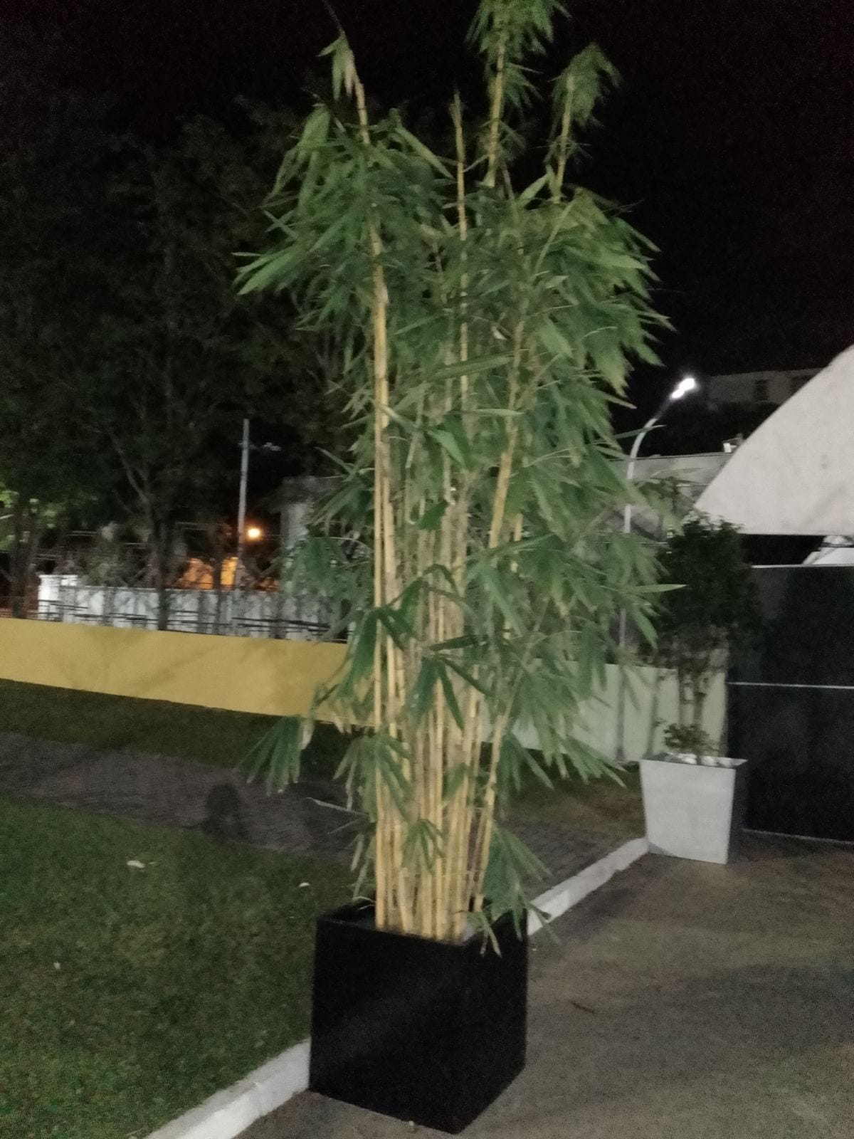 Malaysian Bamboo in Box Shaped Titanium Pot