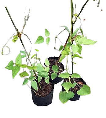 Winged Beans Plant in Poly Bag