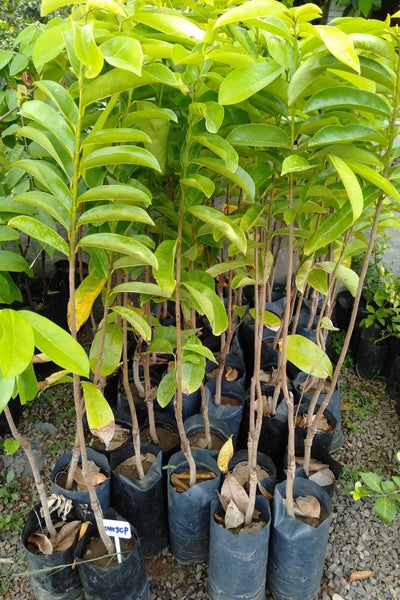 Soursop (Budded) in Poly Bag : 26 to 30 Inches (Plant Height)