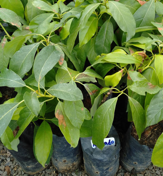 Avacado (Budded) Plant in Poly Bag