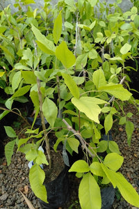 Beli (Budded) Plant in Poly Bags : 10 to 12 Inches (Plant Height)