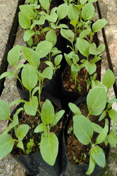 Brinjal Plants in Poly Bag