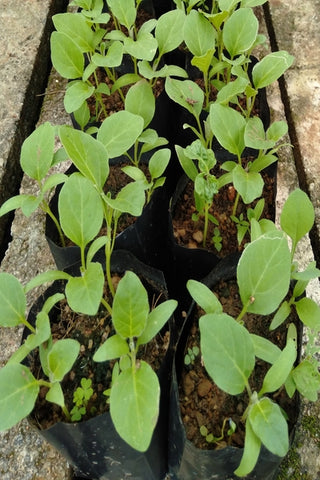 3 to 5 Brinjal Plants in Poly Bags : 2 to 5 Inches (Plants Height)