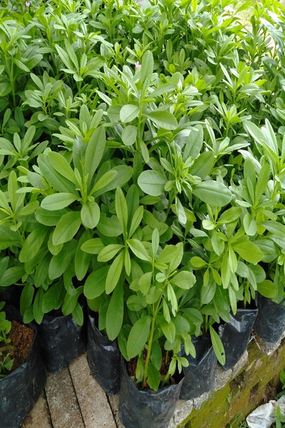 Spinach (bushy variety) Plants in Poly Bags : 5 to 6 Plants Per Bag