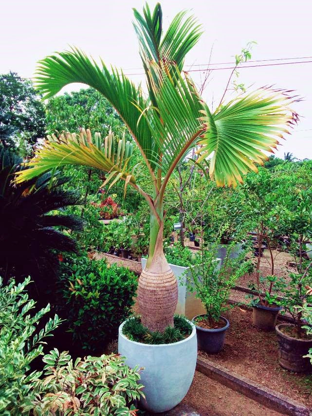 Champagne palm tree Titanium Pot :  8 Feet (Display Height)