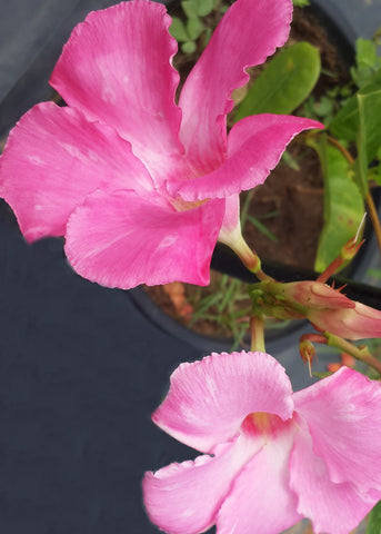 Mandevilla laxa Plant in Poly Bag : 10 to 15 Inches (Plant Height)