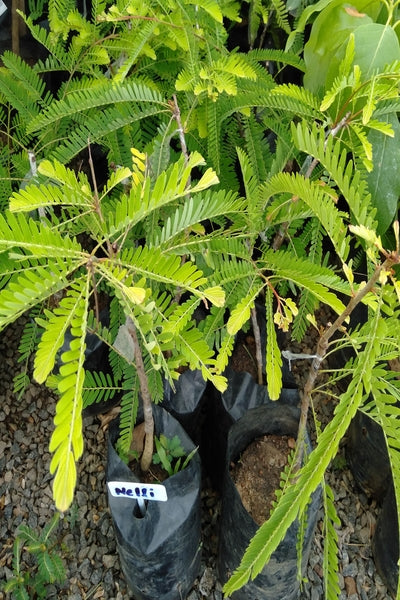Nelli (Budded) Plant in Poly Bag – Plants & Plants Supercentre