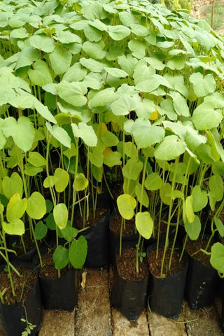 3 to 5 Okra Plants in Poly Bag : 4 to 5 Inches (Plant Height)