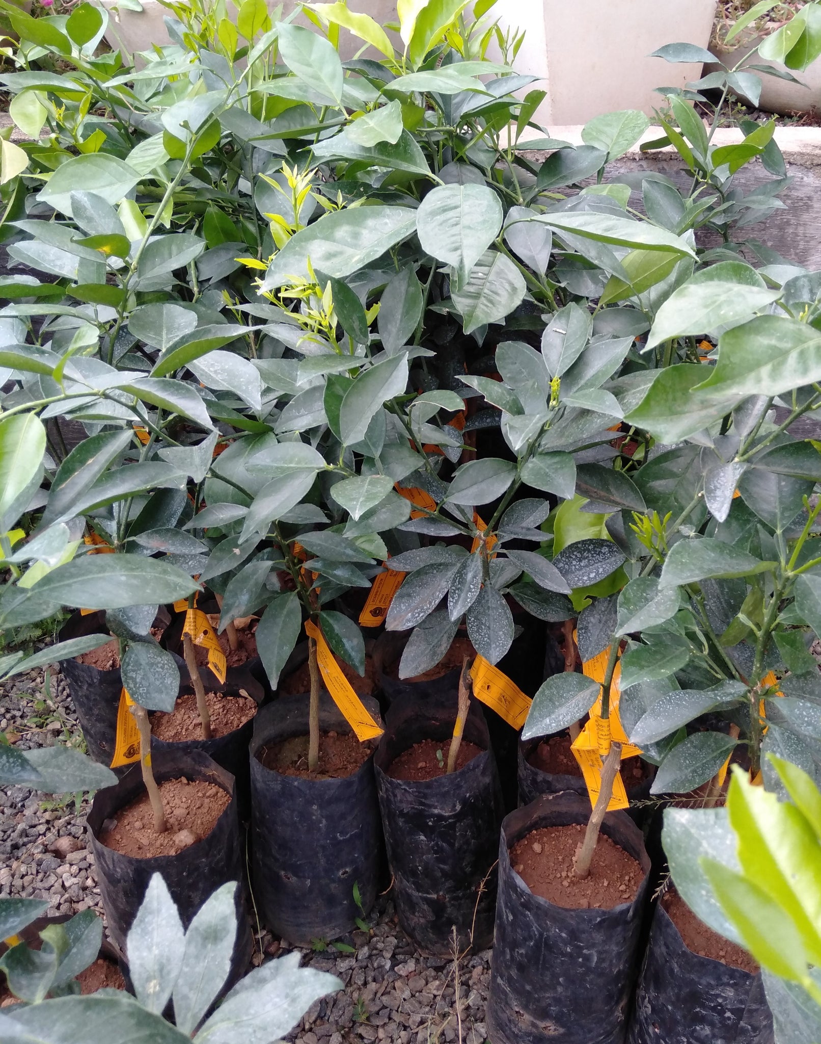 Orange (Budded) Plant in Poly Bag: 24 to 30 Inches (Plant Height)
