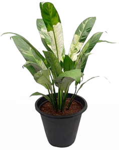 Peace Lily Variegated in plastic pot