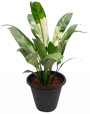 plastic peace lily Peace Lilly Variegated Plant in Plastic Pot – Plants & Plants Supercentre