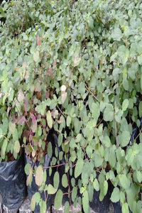Sarana Plants in Poly Bags : 6 to 8 Plant in Bag