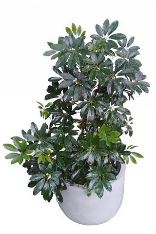 Schefflera Arboricola Plant with Titanium Finished Painted Cement Pots - 3 to 4 Feet (Plant Height)