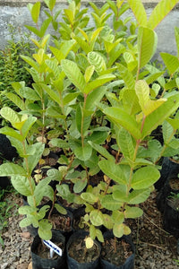Guava Plant (Seedlings) in Poly Bags : 15 to 20 Inches (Plant Height)