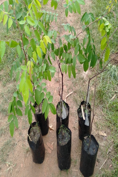 planting star fruit seeds Star Fruit (Budded) Plant in Poly Bag – Plants & Plants Supercentre