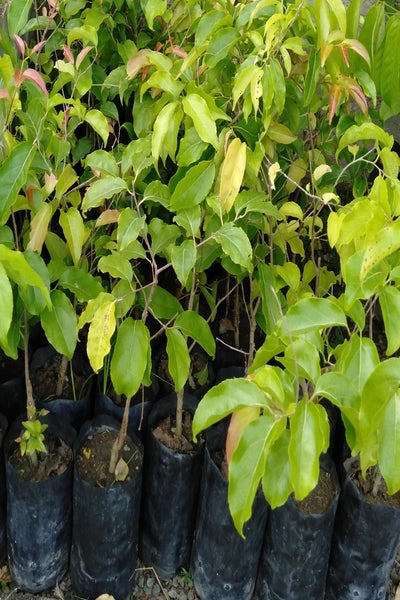 Ugurassa (Budded) Plant in Poly Bag : 24 to 30 Inches (Plant Height)