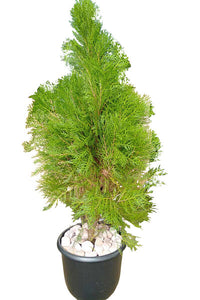 Cypress Plant In Plastic Pot : 3 to 3.5 Feet (Display Height)