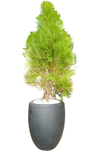 Cypress Plant In Ceramic Finished Cement Pot : 4 to 5 Feet (Display Height)