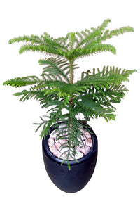 Araucaria Plant In Ceramic Finished Cement Pot : 4 to 5 Feet (Display Height)