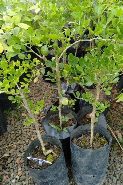 Woodapple (Budded) Plant in Poly Bag : 10 to 12 Inches (Plant Height)